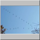 Grus grus - Kranich 01.jpg